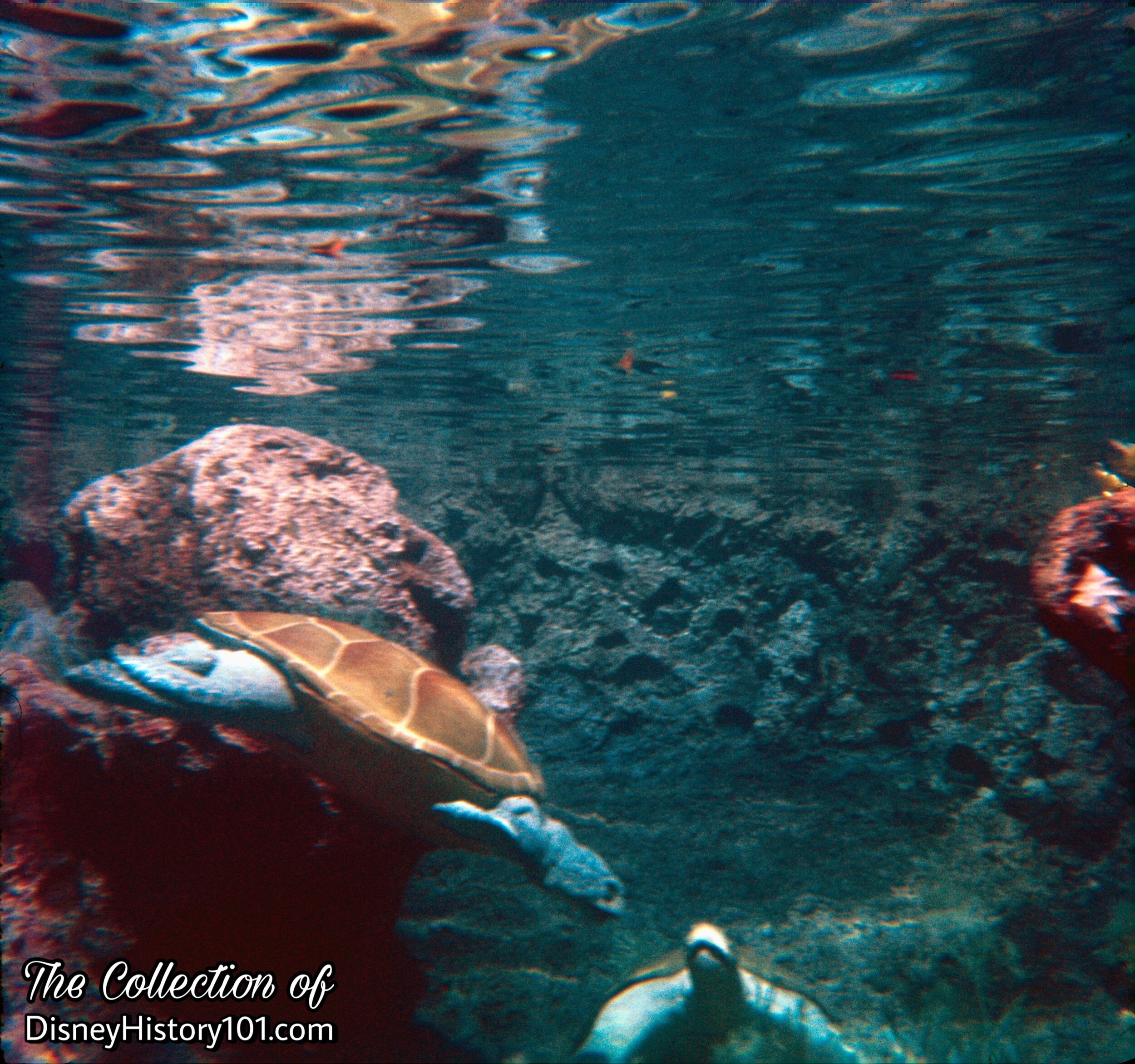 ROCKING TURTLES (October, 1967)