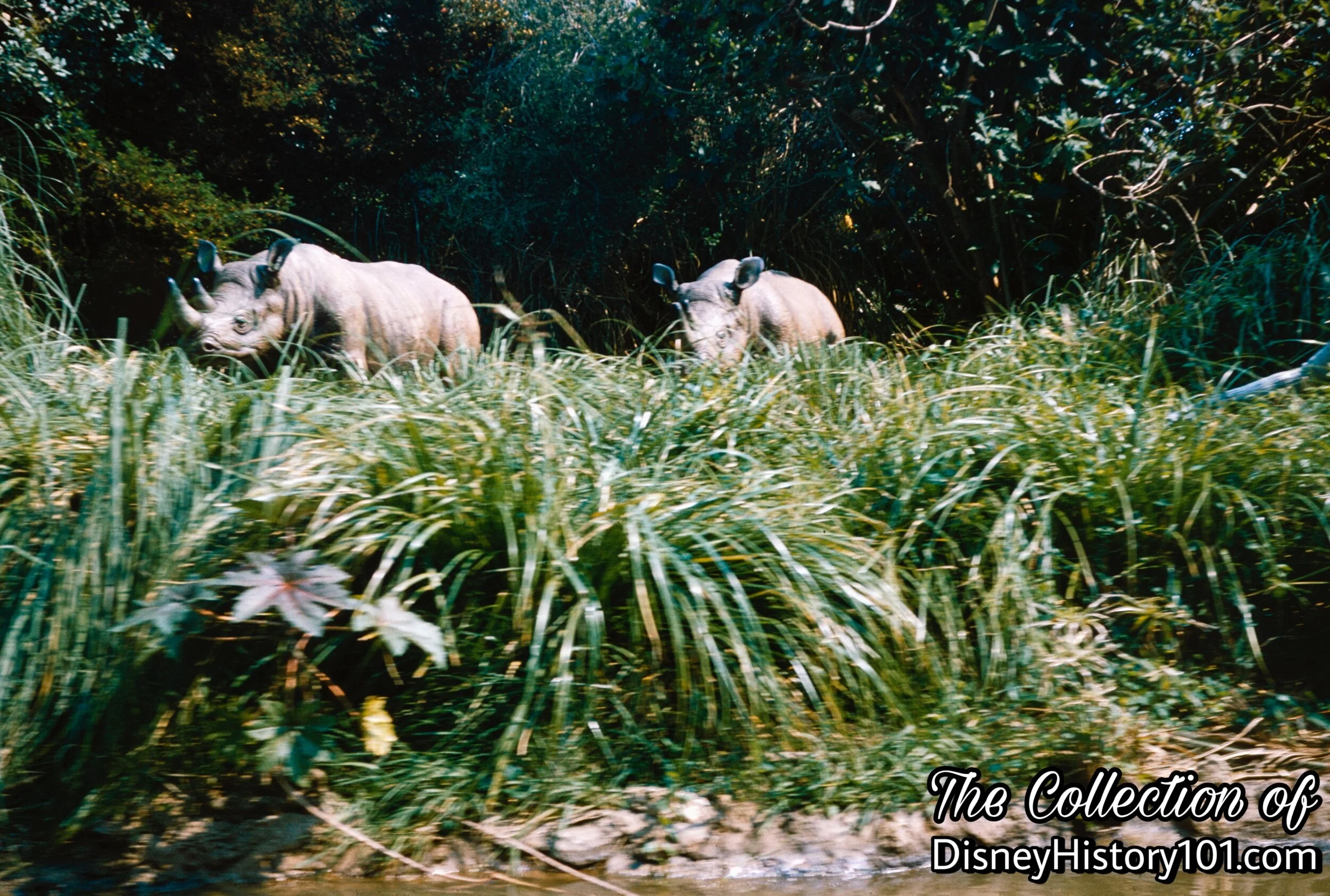 Rhinoceros Family, (1960)