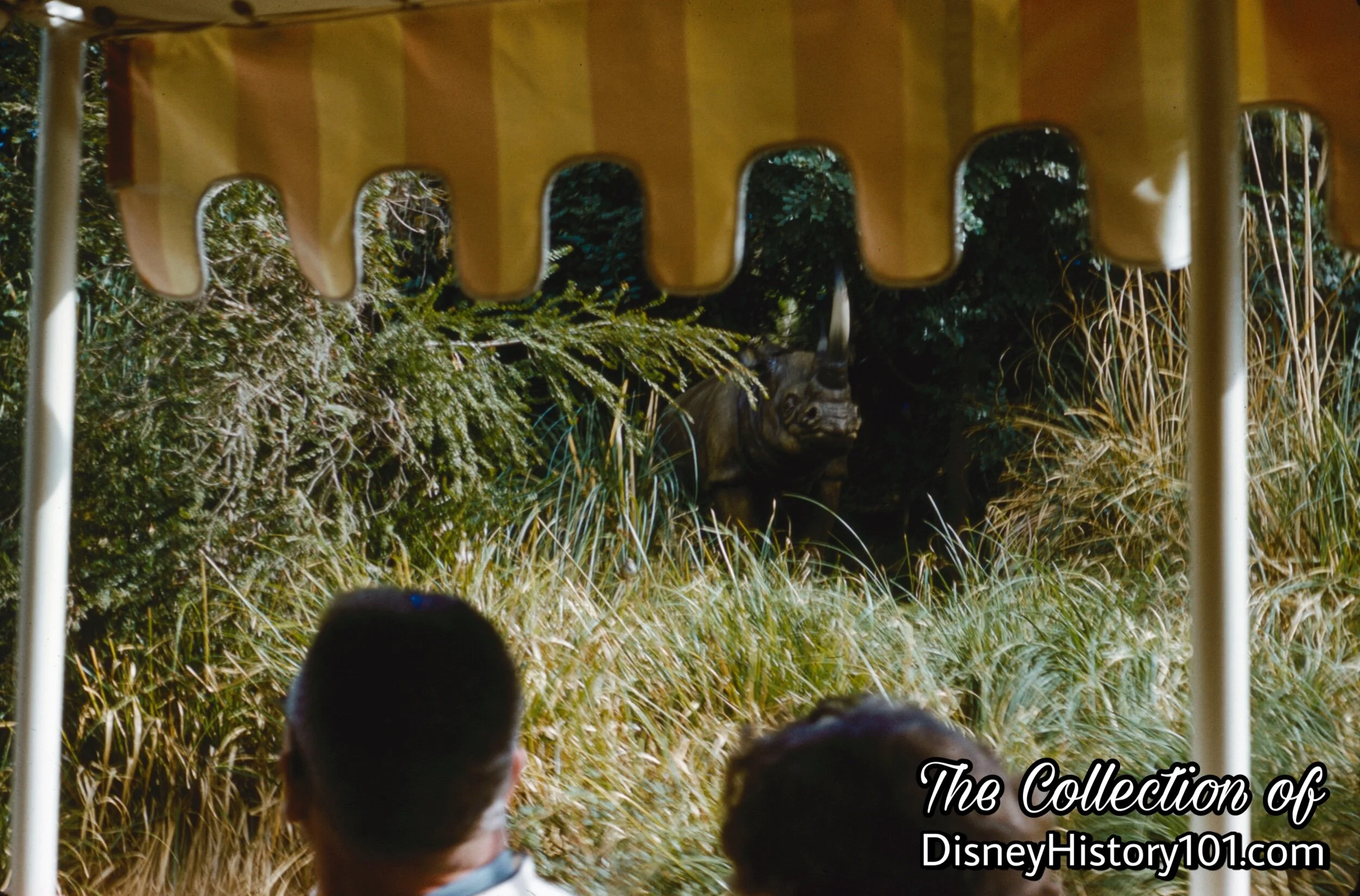Rhinoceros Family