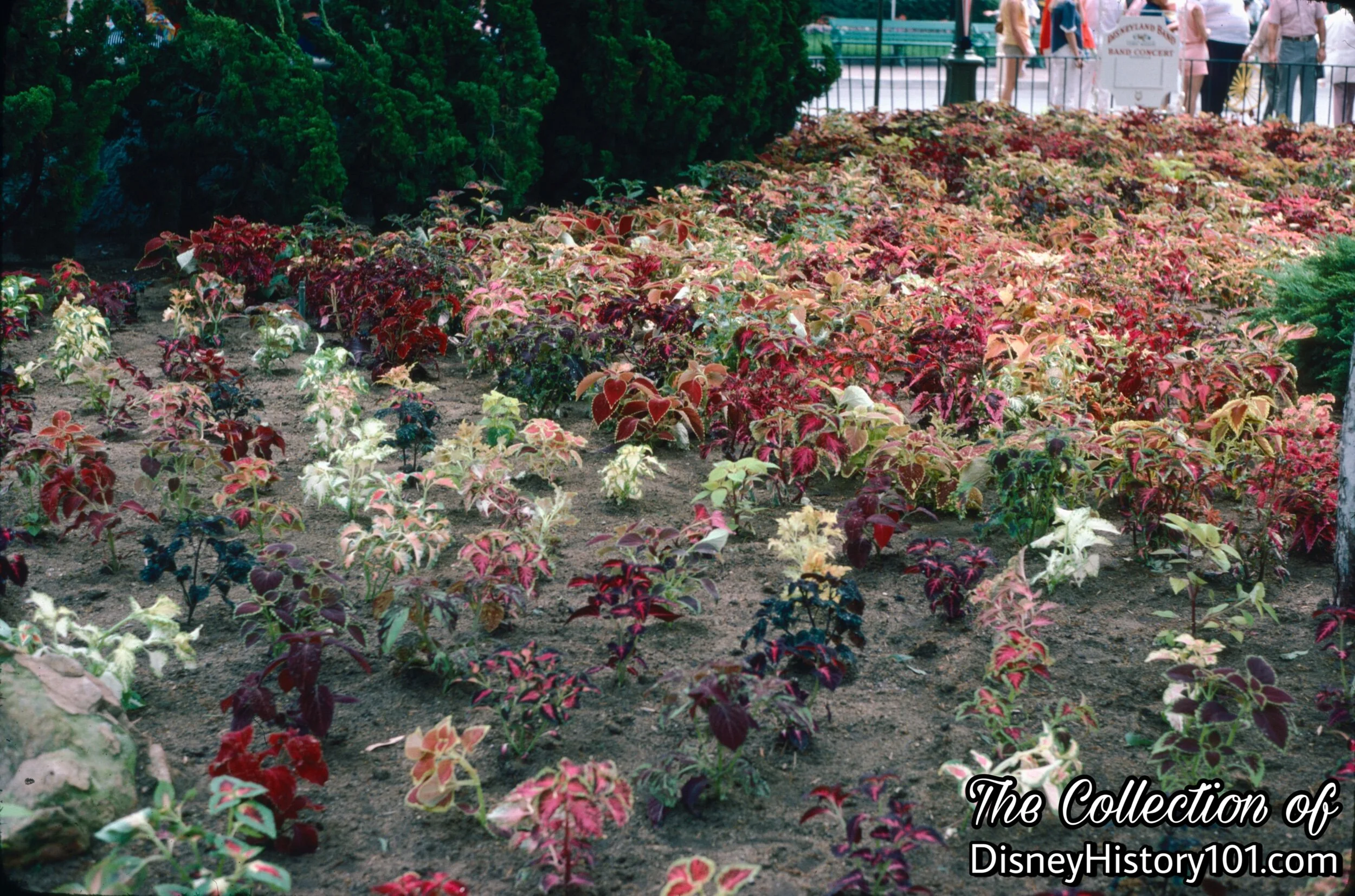 Carnation Plaza Gardens Floral Garden