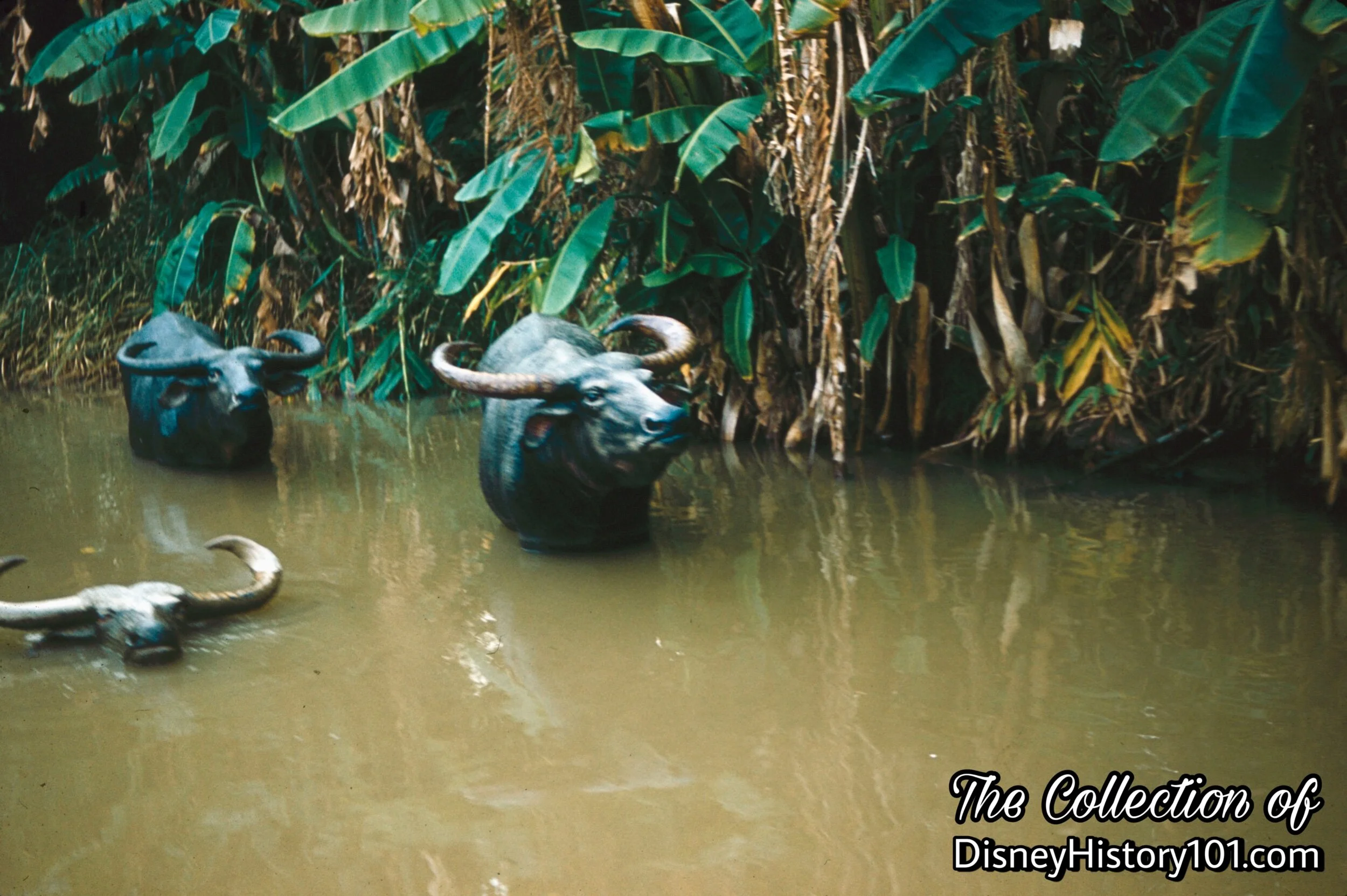 Indian Water Buffalo, (1959)