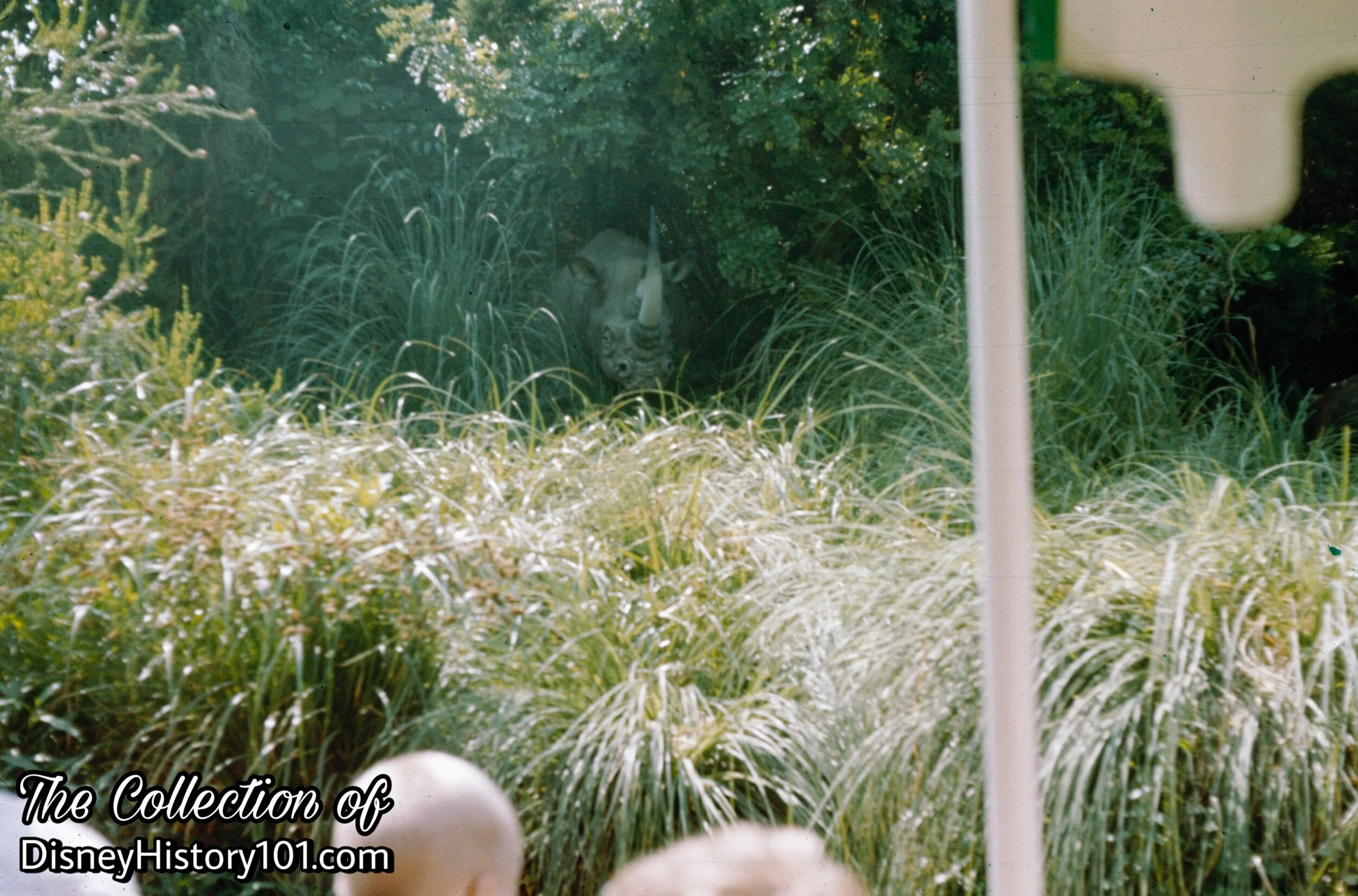 Rhinoceros Family, (1961)