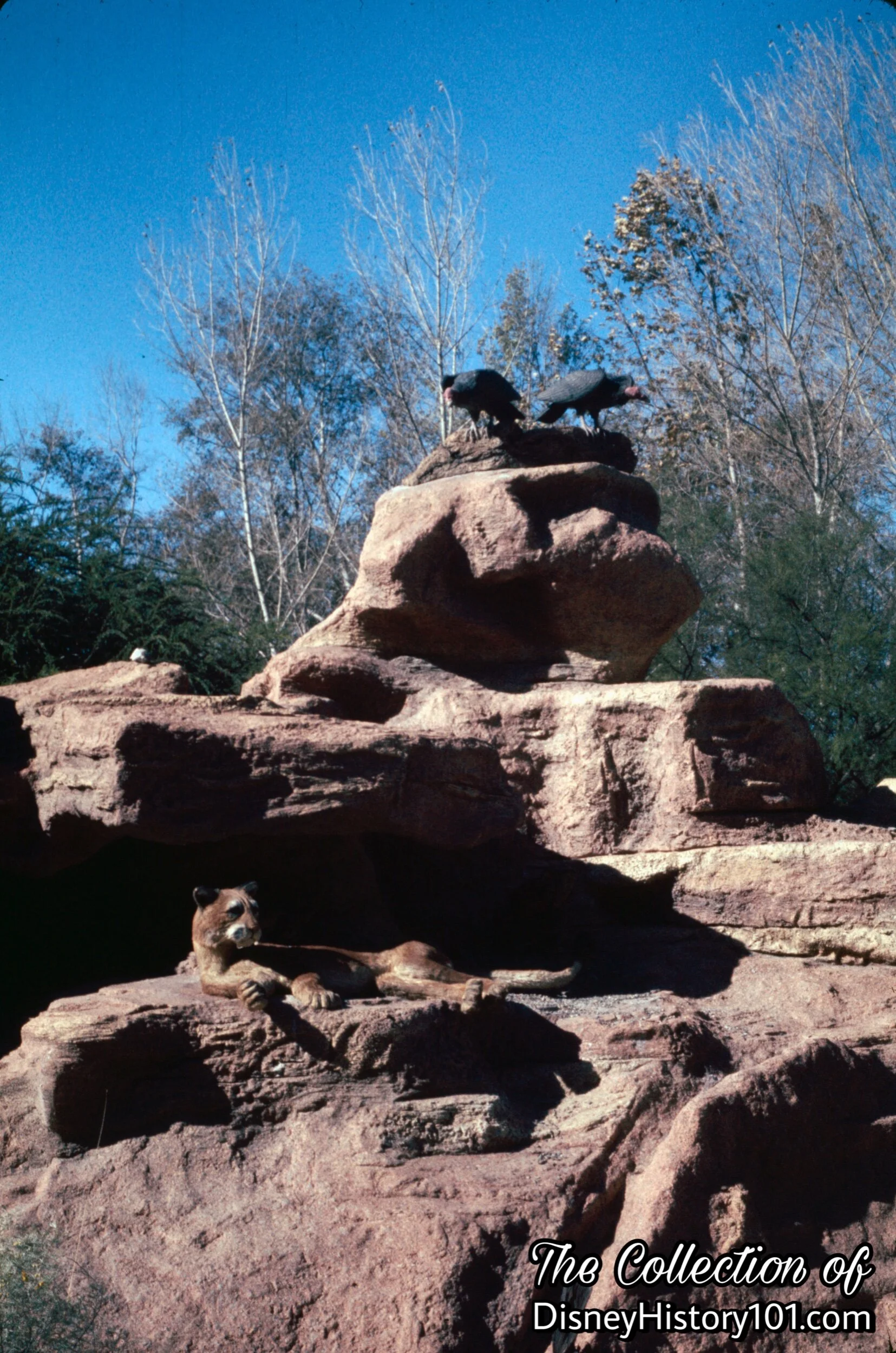 The three-dimensional, carved plaster RockWork and Re-Creation of Nature Films.