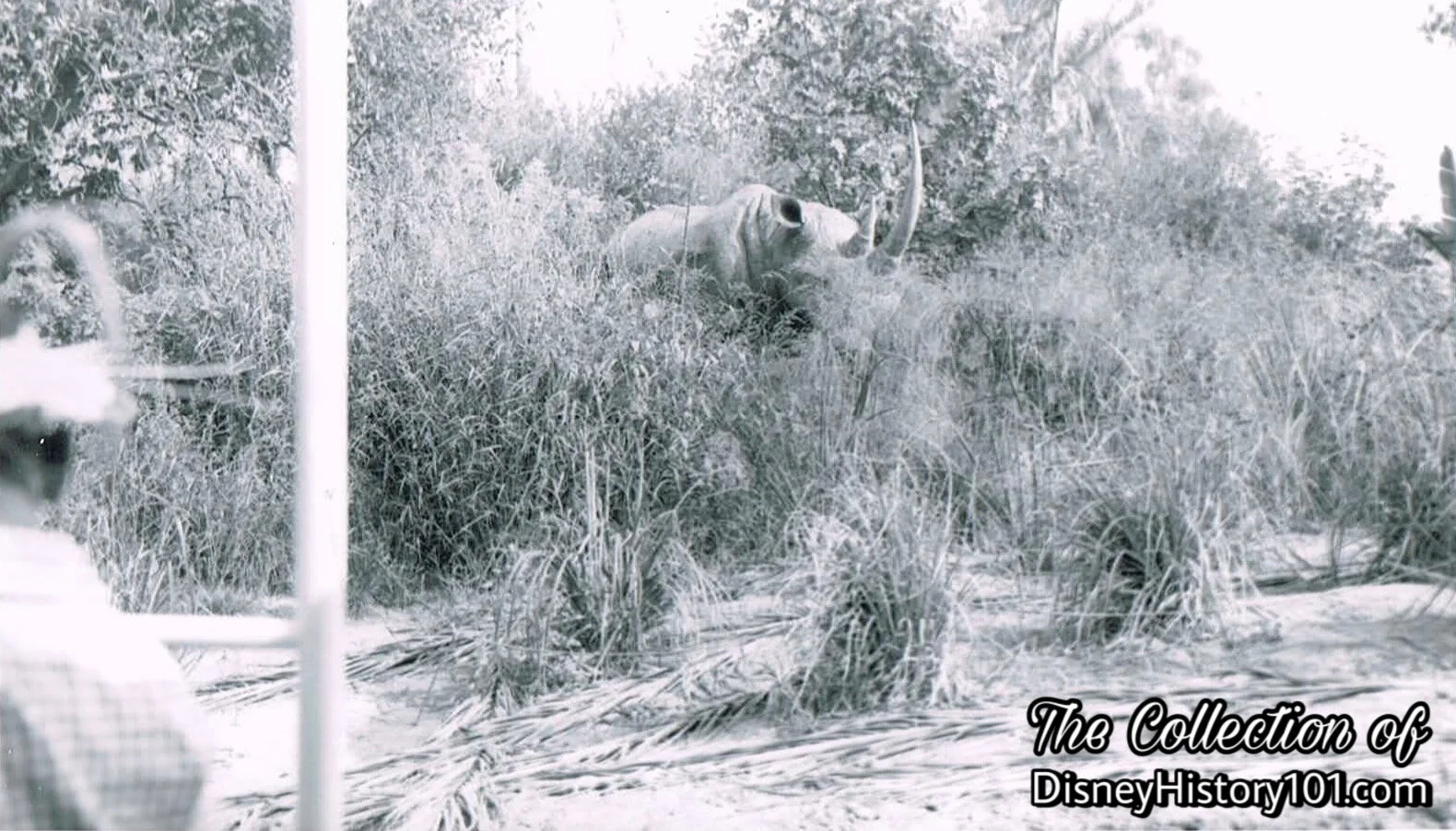  A true-life, full-grown rhinoceros weights 1-2 tons. Here, a rhinoceros charges the jungle Explorer’s boat. 