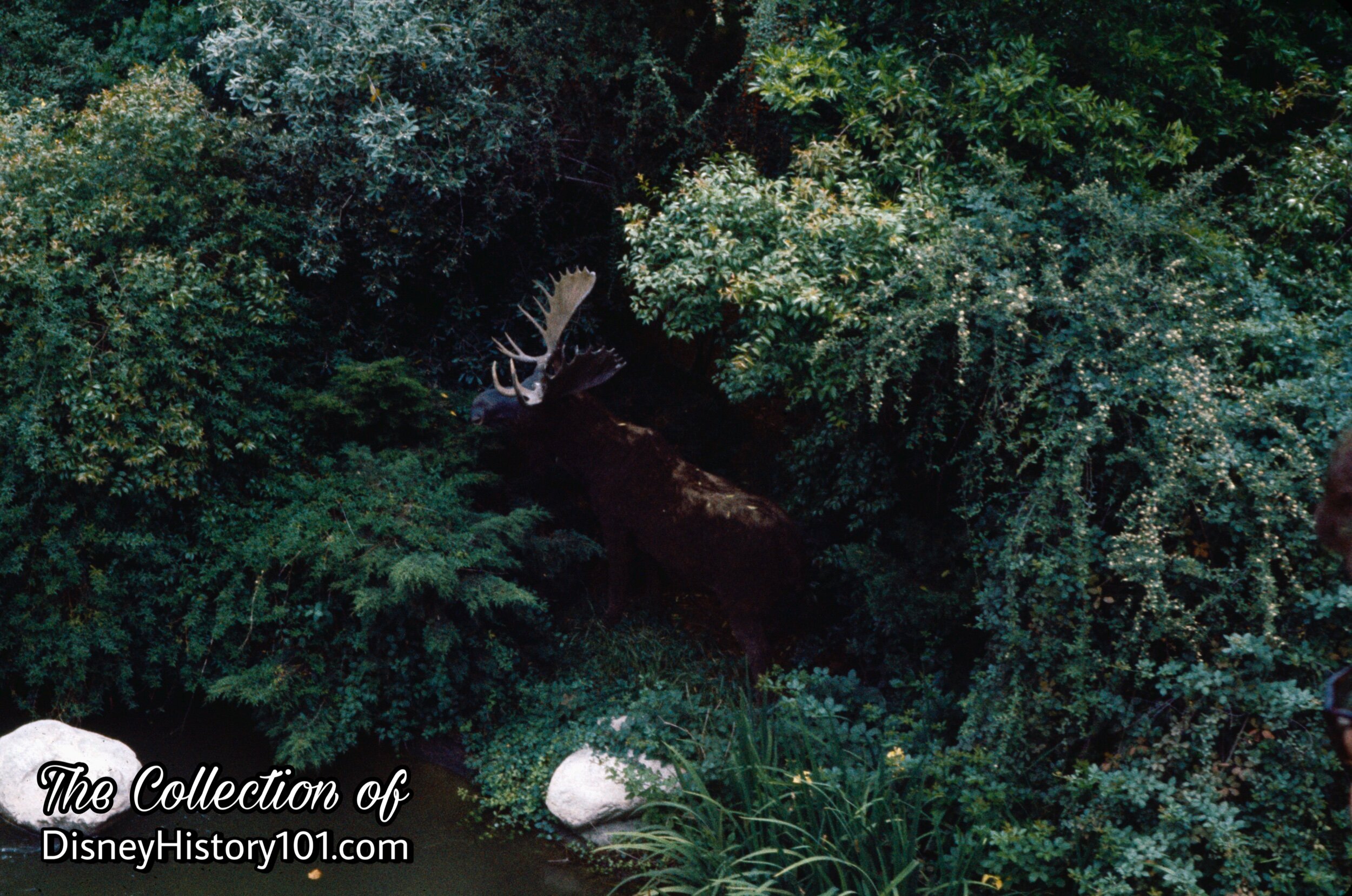 Moose in Indian Territory
