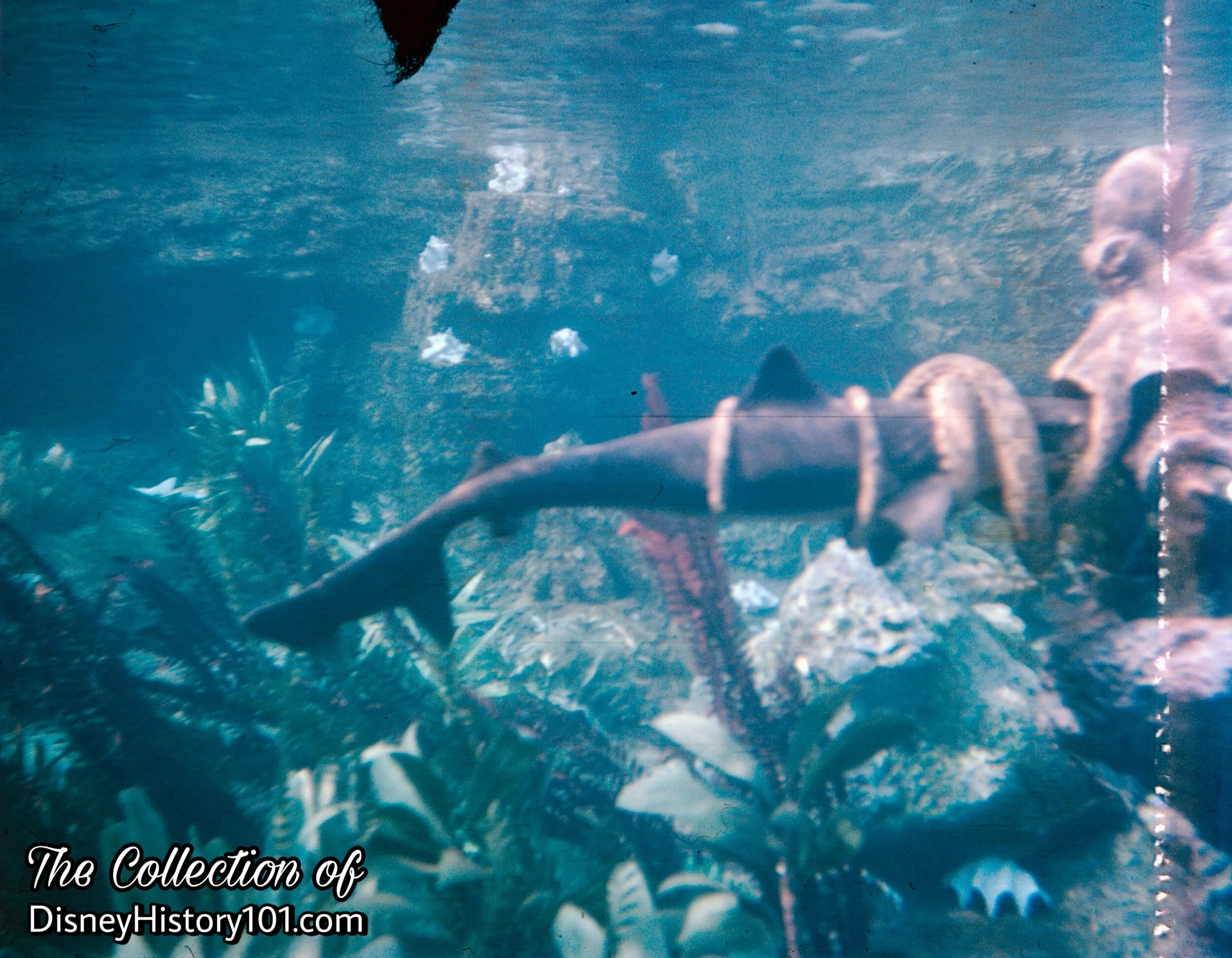 “Shark Vs. Octopus Fight”