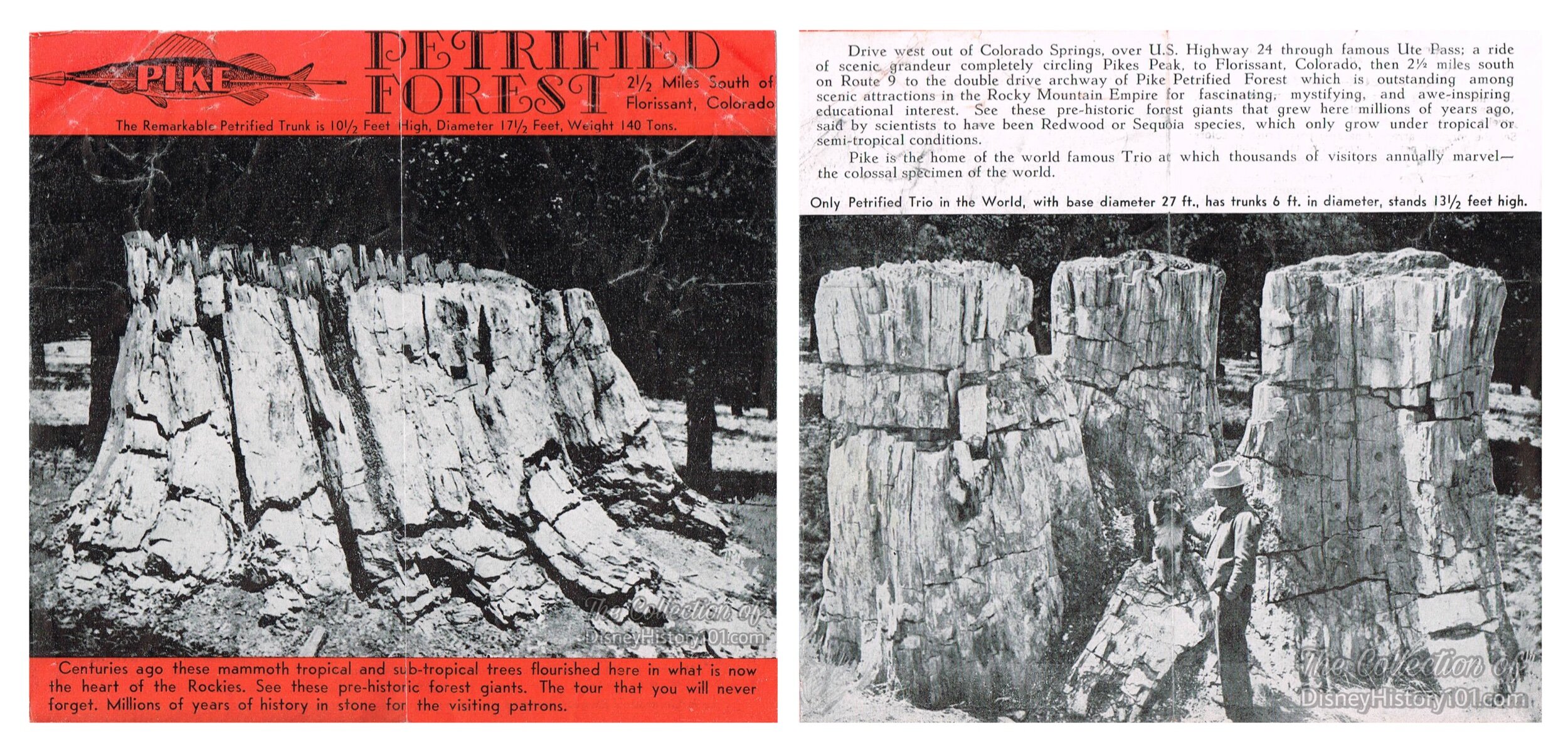  The tree was presented to Disneyland by Mrs. Walt Disney. 