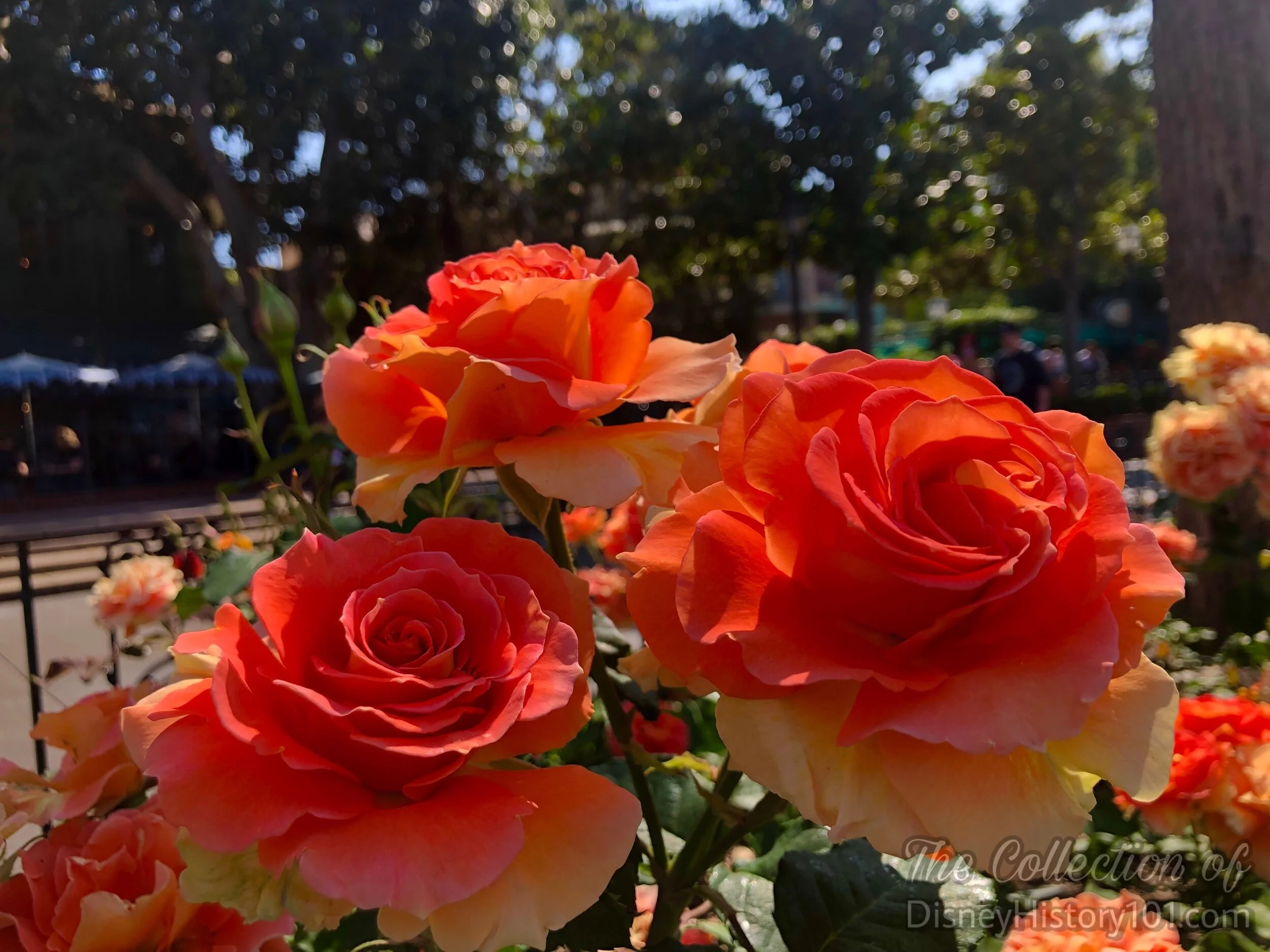  In 2002, the Disneyland© Horticultural Team chose a particular disease-resistant floribunda rose creation (of Doctor Keith Zary, of Thousand Oaks) to become the official rose of Disneyland©! At that time, the apricot-copper-pink-orange Roses (bearin