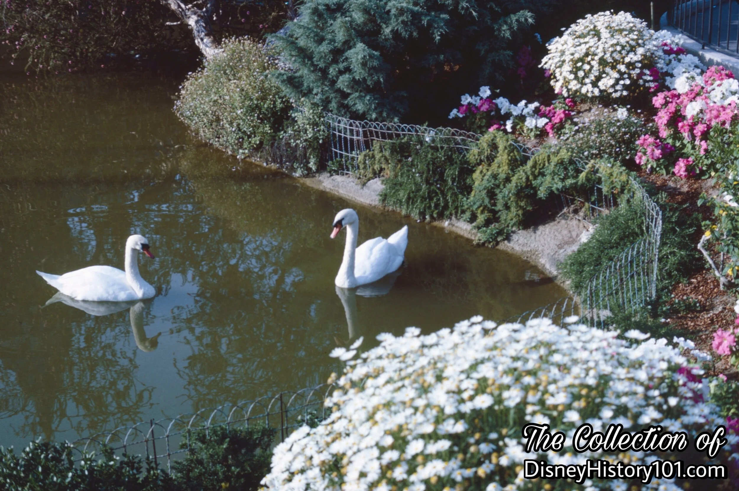 Swans of Swan Lake (or, The Lake of the Swans).