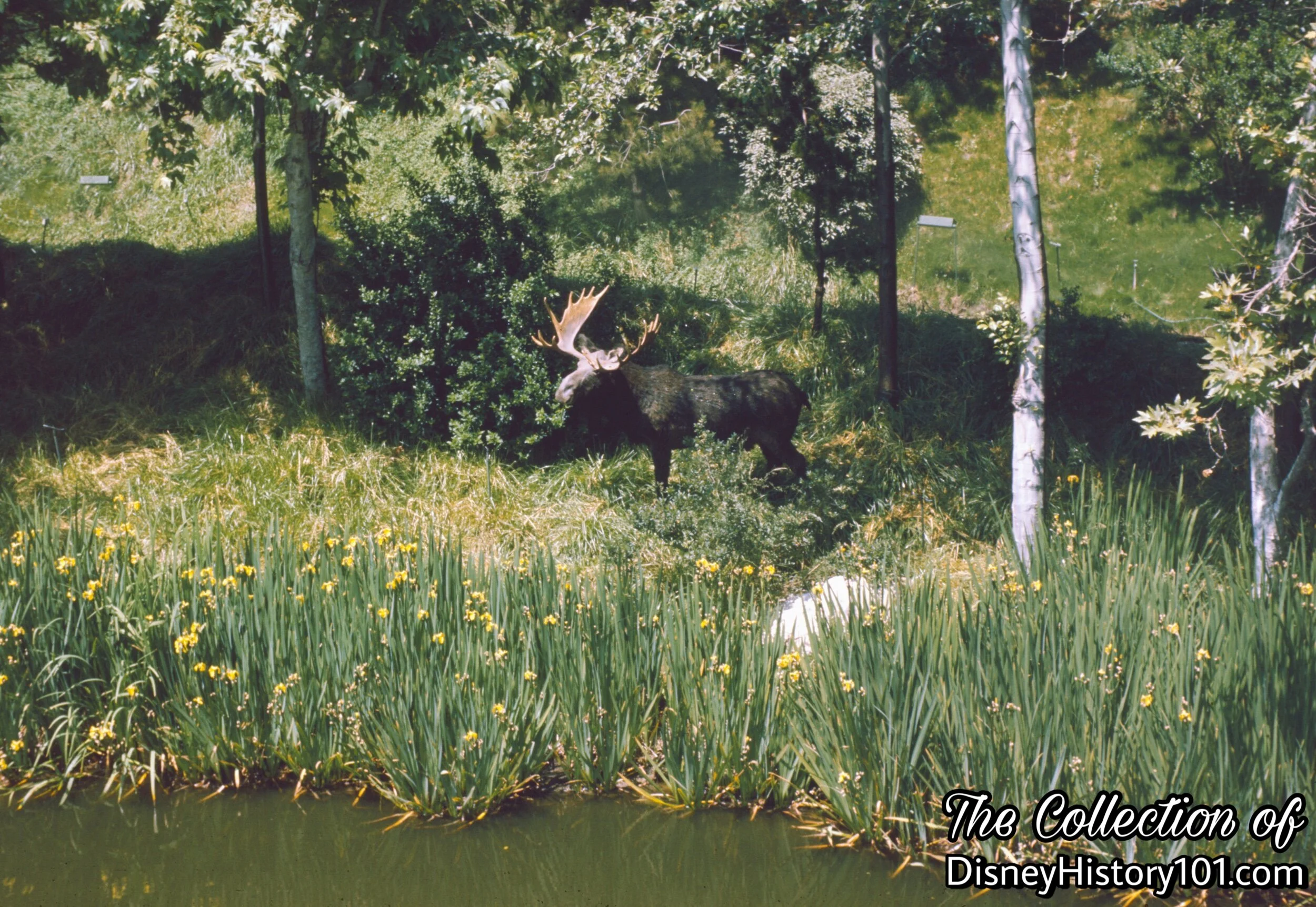 “Wilderness Landscaping and Wild Life”