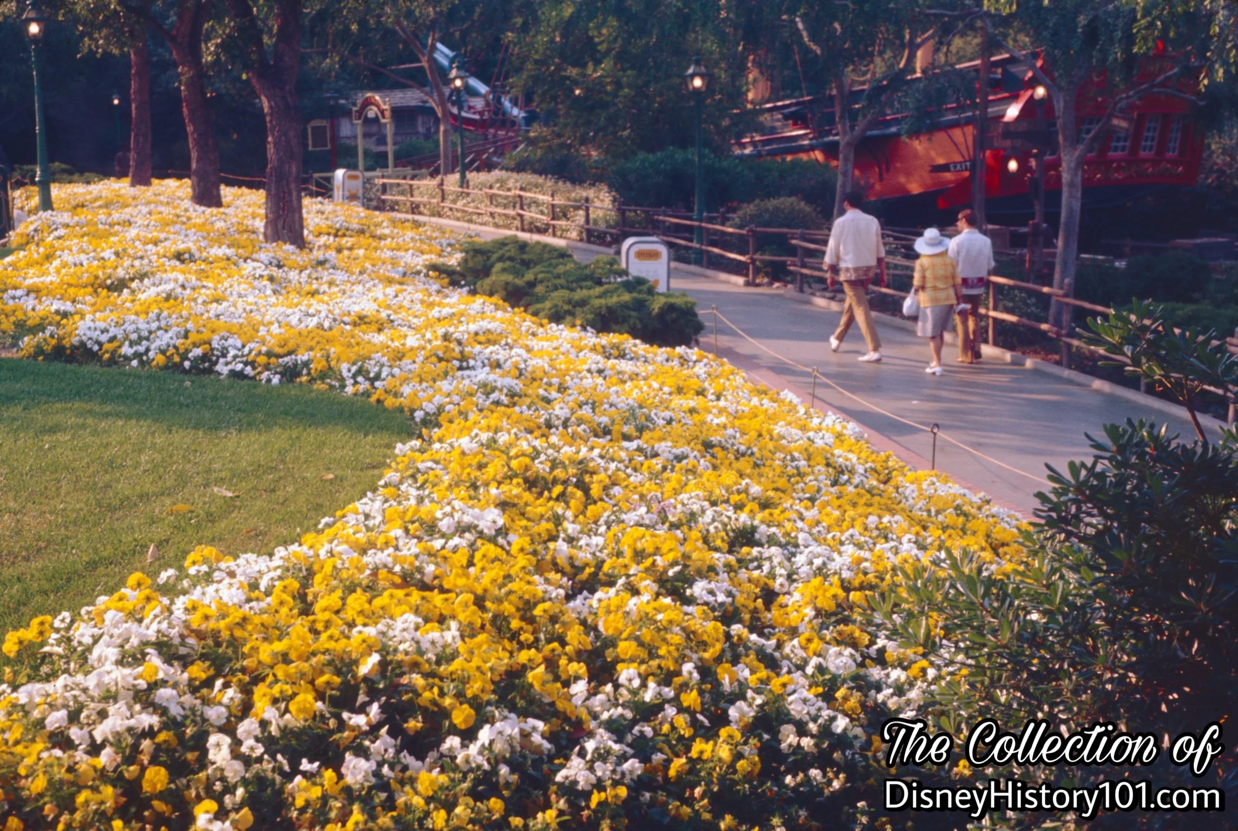 A landscaped area of Frontierland usually includes colorful African daisies bordered with white alyssum.