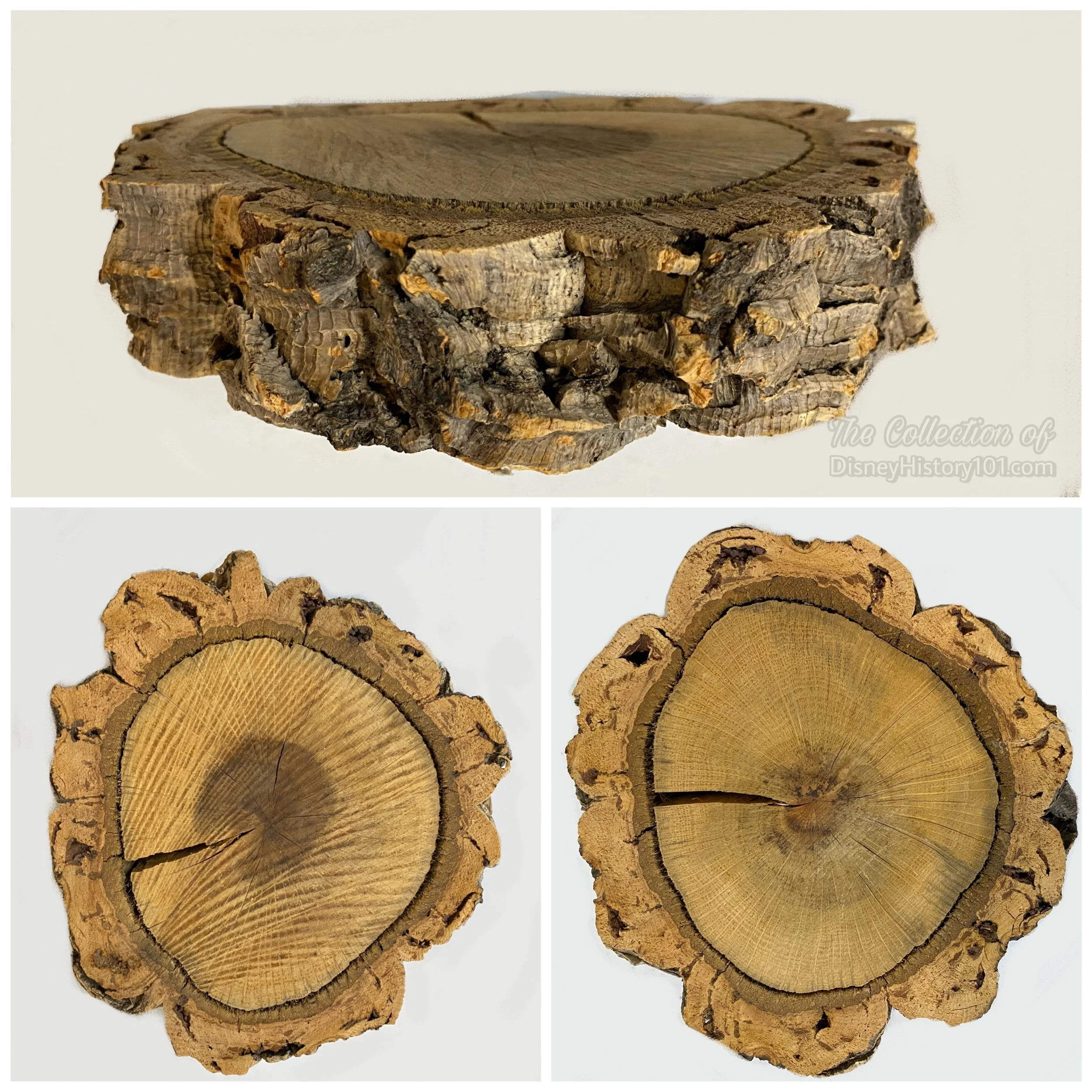 “LOG Operations” - This Cork Oak segmment (Quercus Suber; native of S.Europe & N.Africa) from a felled Frontierland tree.