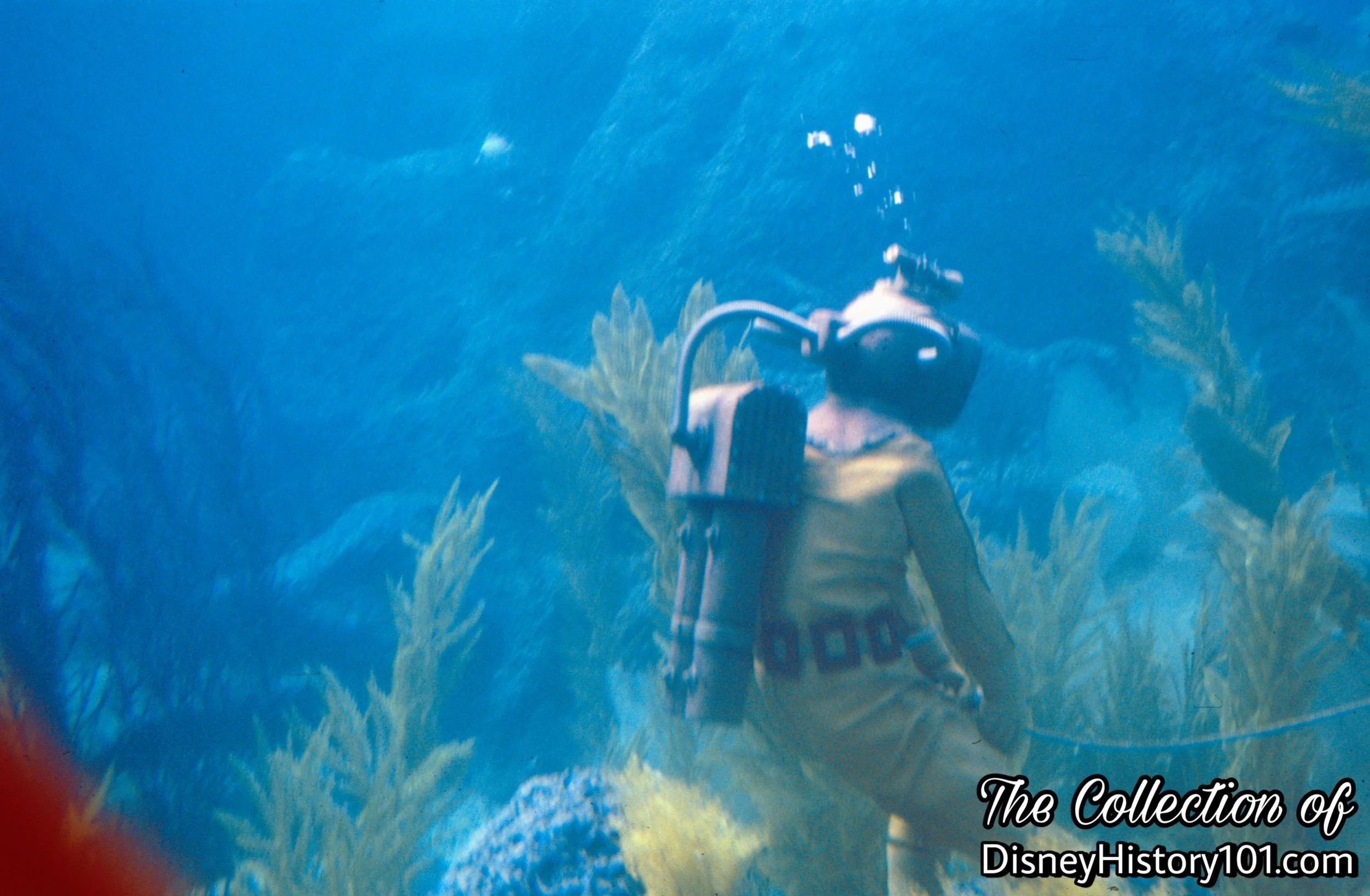 Diver