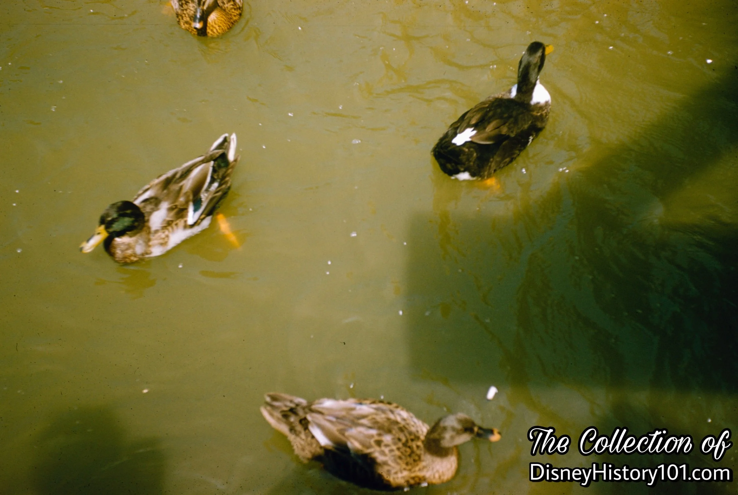  According to the “Disneyland Dictionary” (published 1959): “Wild geese, mallards, and other birds around the island and mainland in Frontierland migrated here, and the white ducks on the Rivers of America were raised by Disneyland.” 