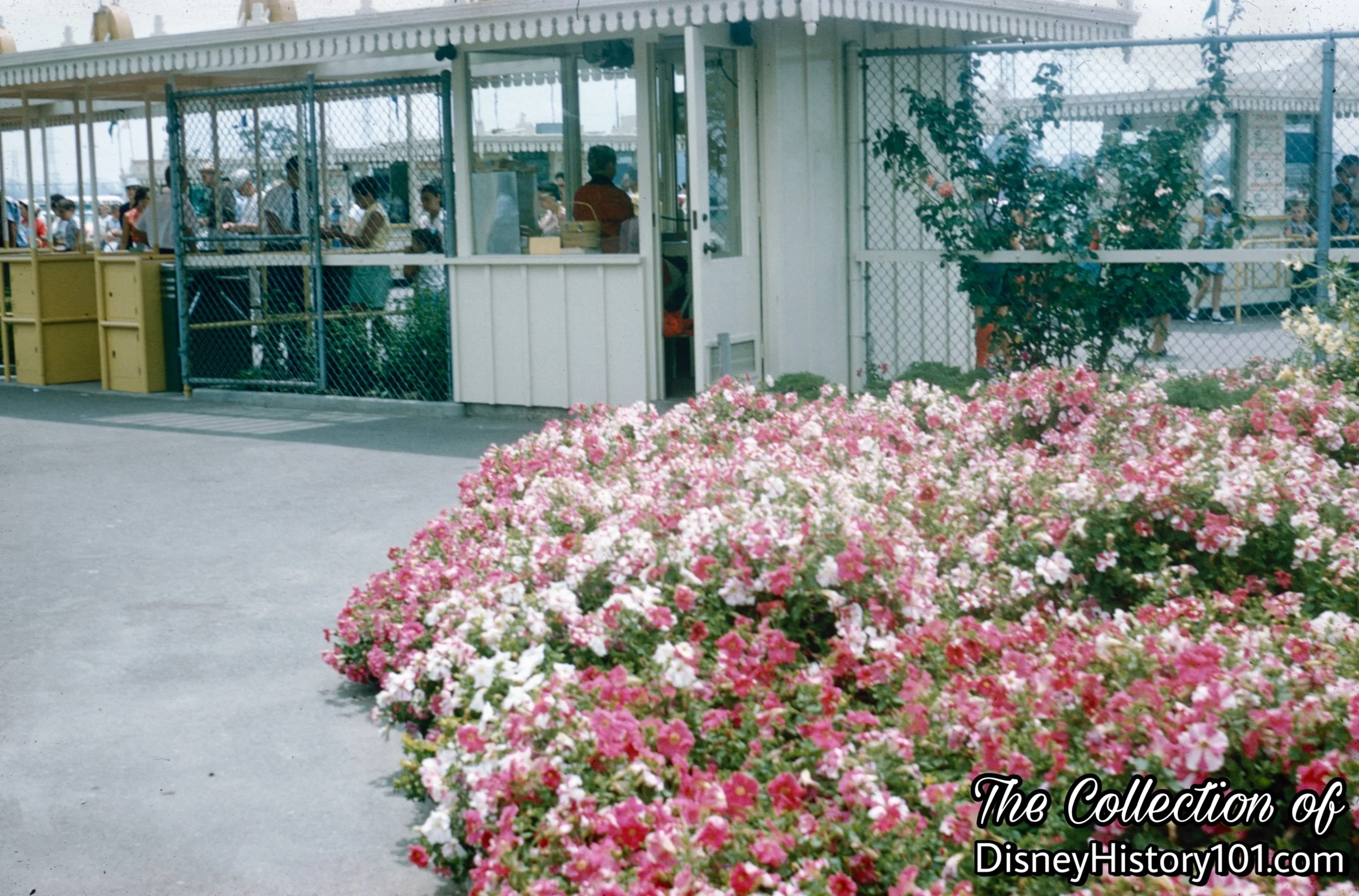 The pink flowers are a hybrid called “satin” Petunias near the Main Gate.