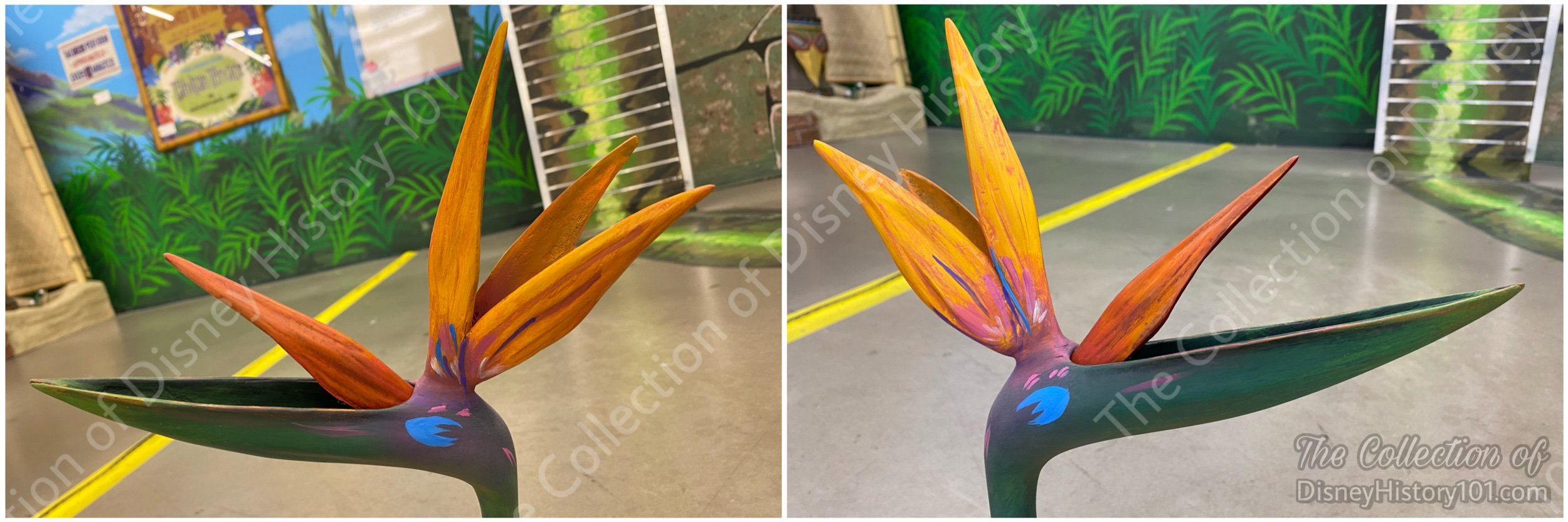 A crooning Bird of Paradise.
