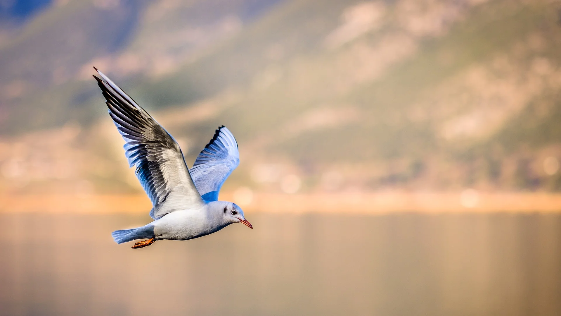 Managing our time on wings of joy