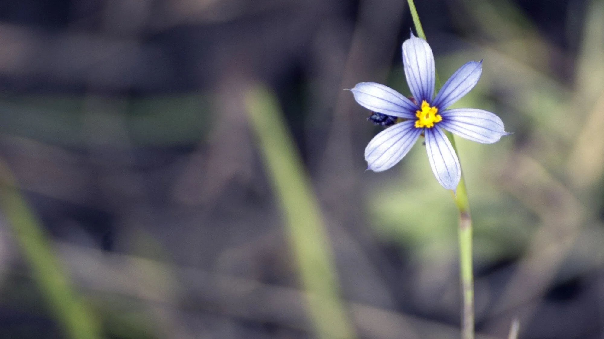 Prayers for Australians facing bushfire crisis
