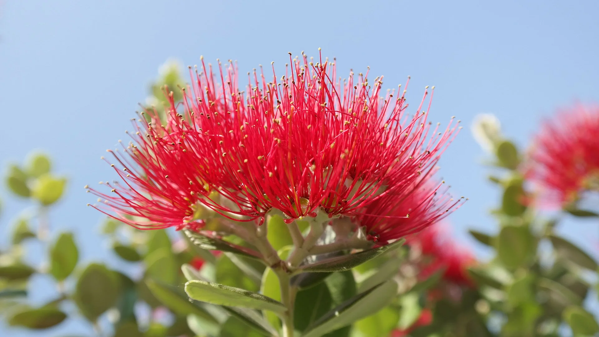 Aotearoa's gift for 2021