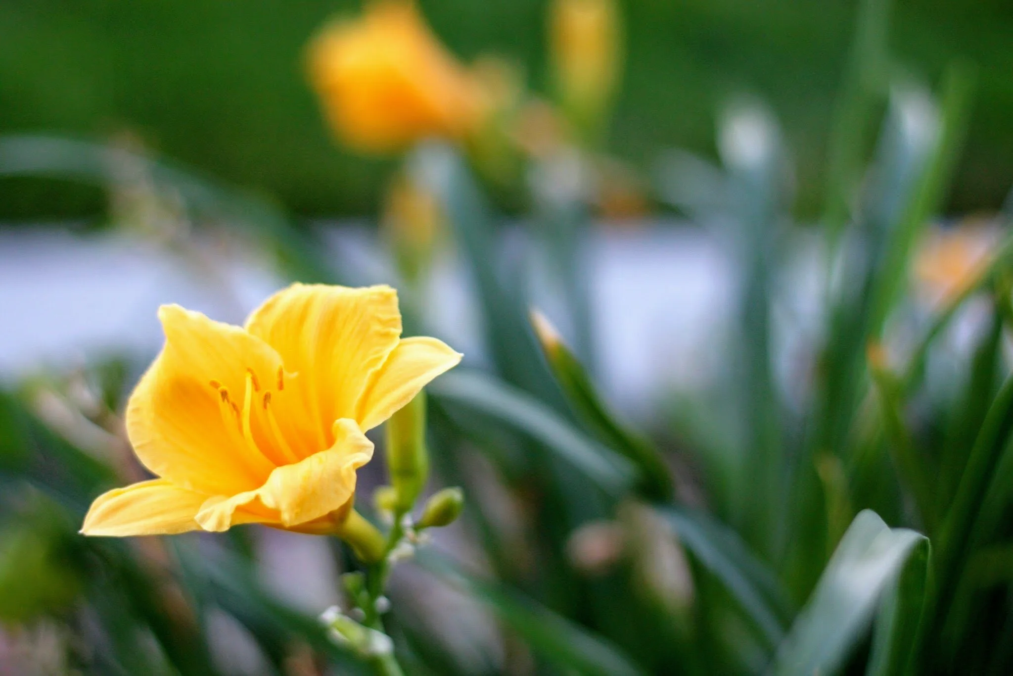 Amazing Grace - SAB and piano  with opt. vocal solo