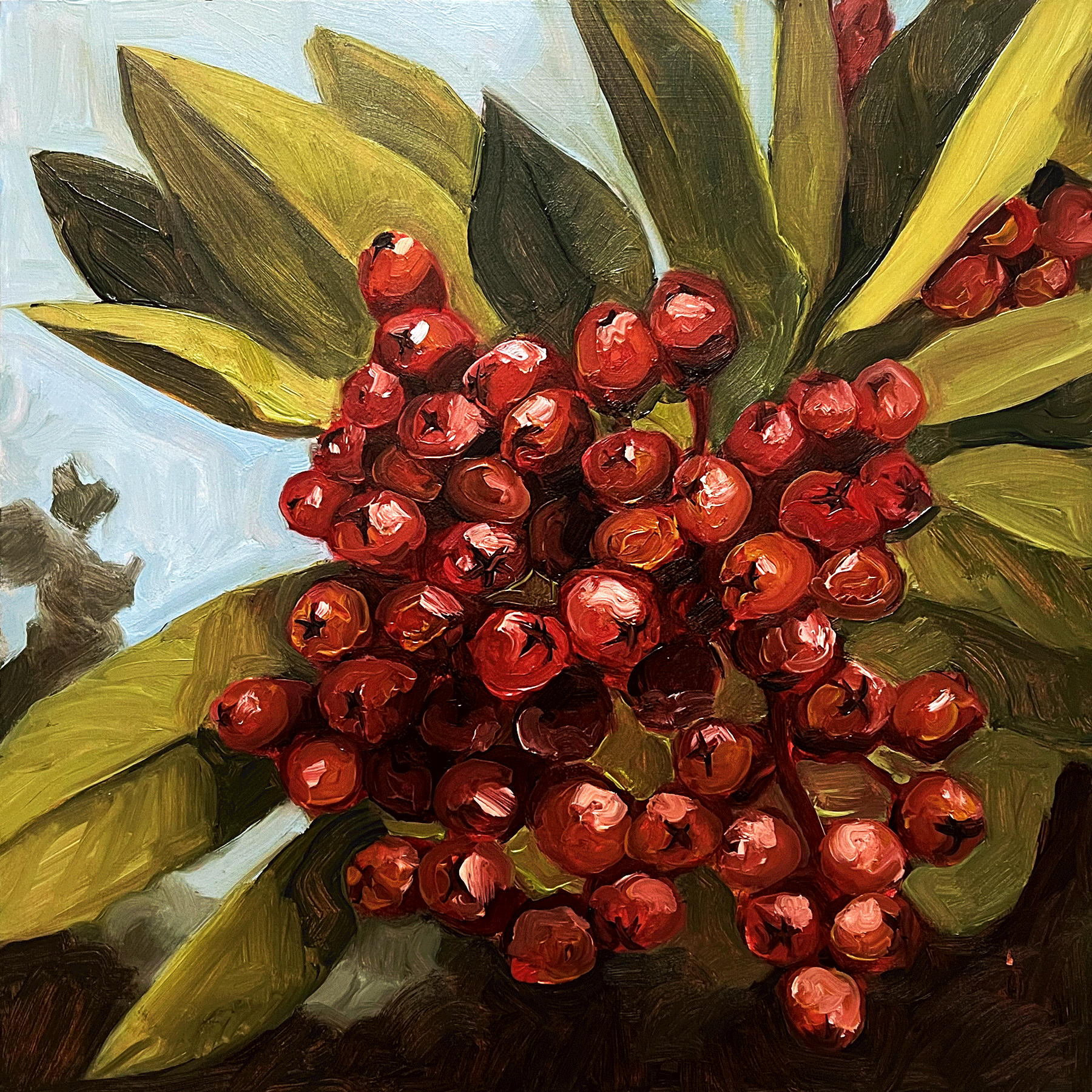 toyon