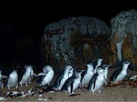 penguins2.jpg