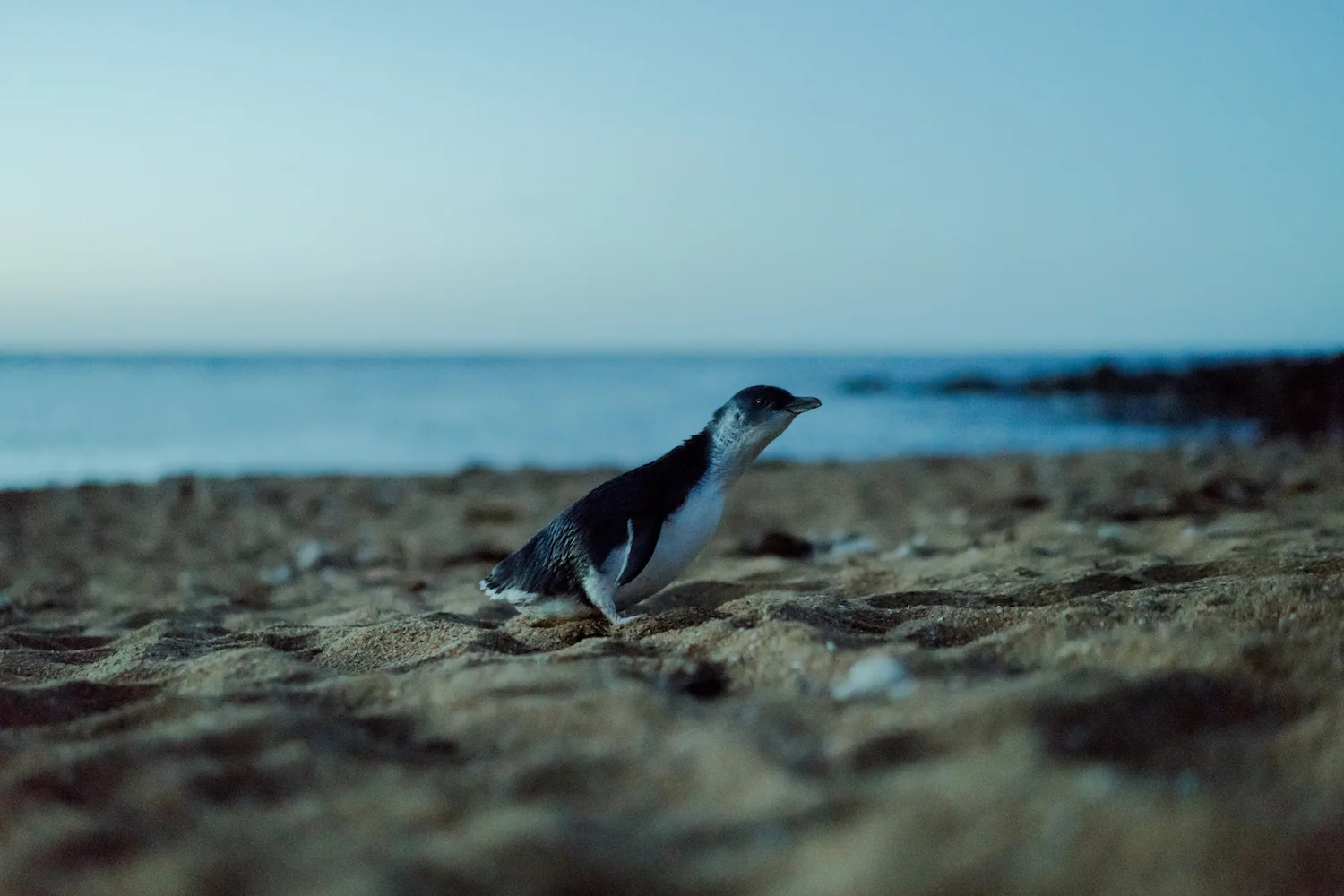 Tour Details — Low Head Penguin Tours