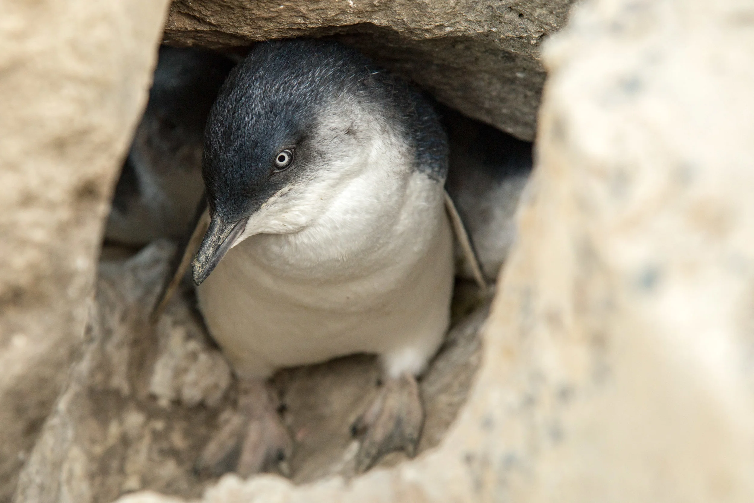 Low Head Penguin Tours