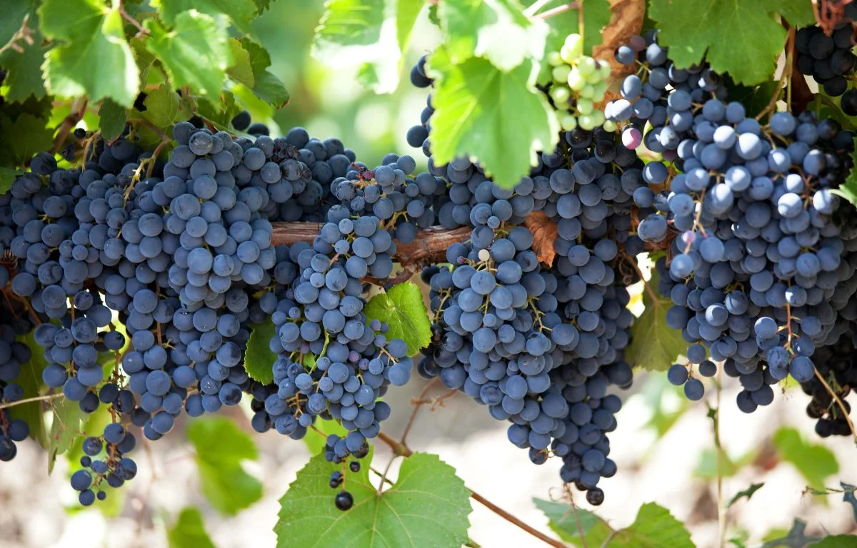 From Barrenness To Fruitfulness