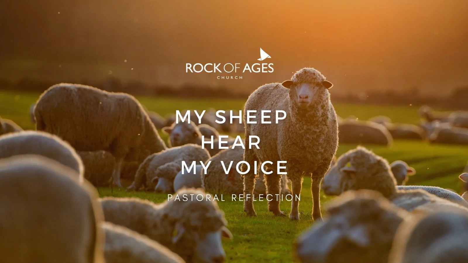 My Sheep Hear My Voice