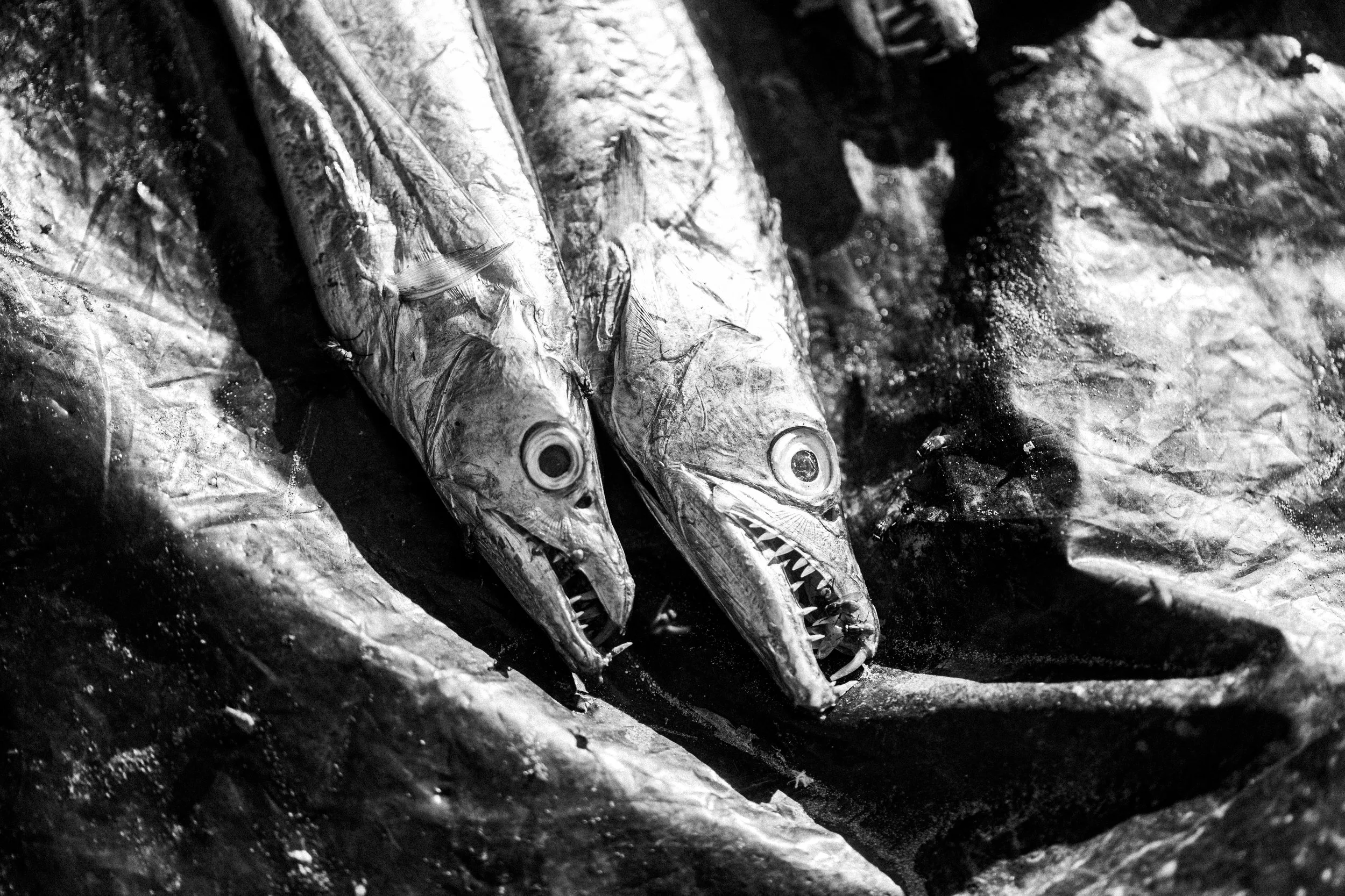  Photo by Sayed Asif Mahmud 