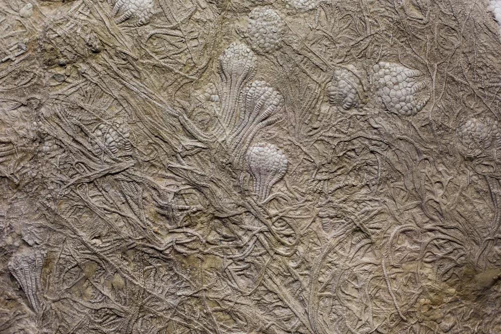 Cypern, fossiler, bubblor och liv 