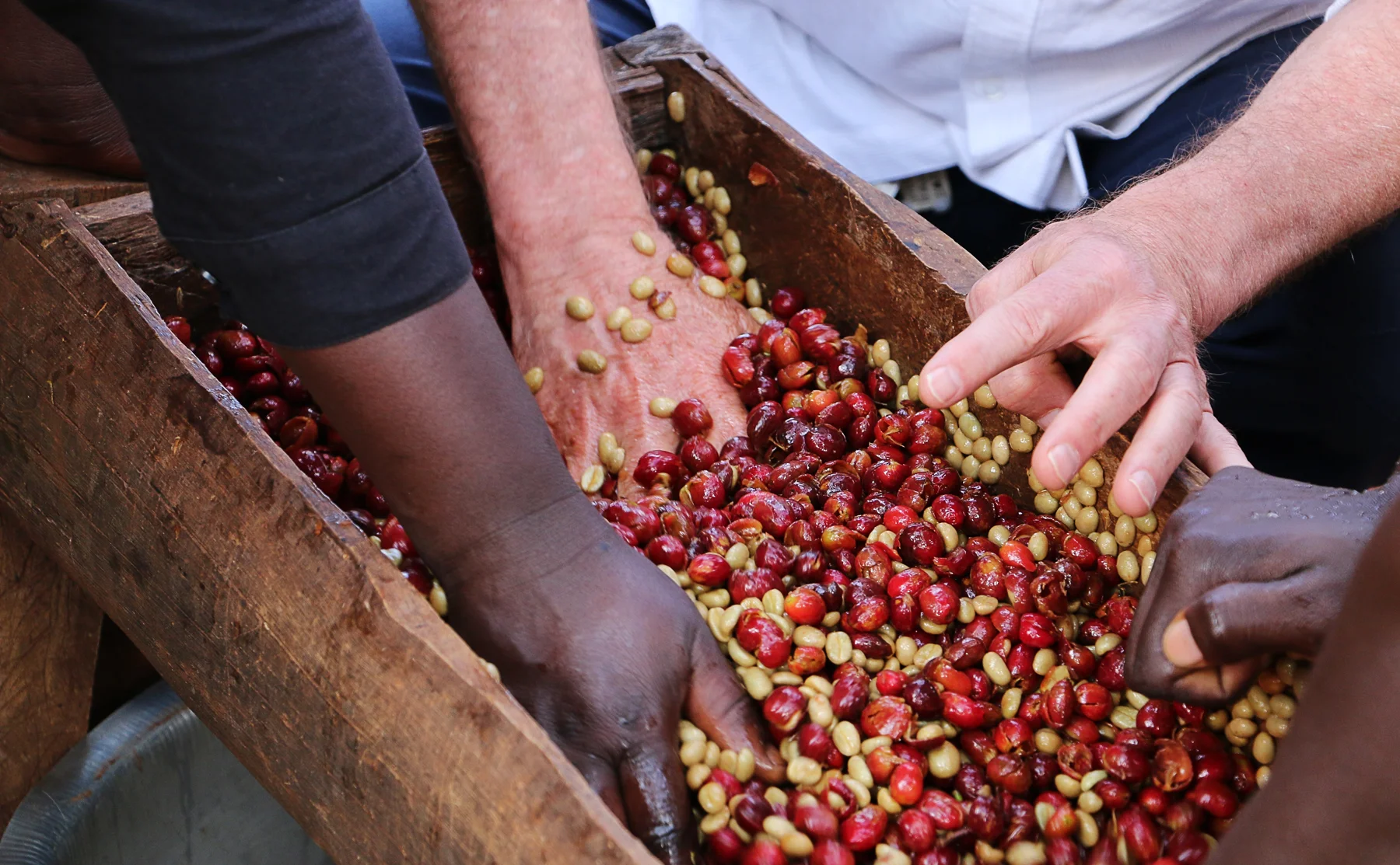 Hands-mill-cherries.jpg
