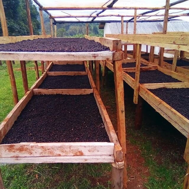 The 2019 harvest season was our first at the Bugiomotwa washing station. It was a very challenging season for the Mt Elgon region. Relentless and unseasonal rain made harvesting and transport difficult and delayed the harvest by nearly 2 months. ⁠⠀
⁠