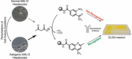  31. E. F. Holmquist, U. B. Keiding, R. Kold-Christensen, T. Salomón, K. A. Jørgensen , P. Kristensen, T. B. Poulsen, M. Johannsen, "ReactELISA: Monitoring a Carbon Nucleophilic Metabolite by ELISA—a Study of Lipid Metabolism"  Anal. Chem.   2017  , 