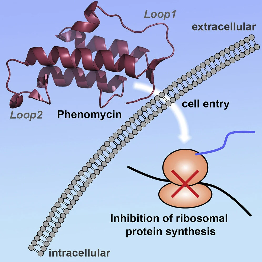 Final publication of our work on the Phenomycin peptide