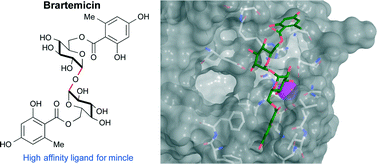  21. K. M. Jacobsen, U. B. Keiding, L. L. Clement, E. S. Schaffert, N. D. S. Rambaruth, M. Johannsen, K. Drickamer, T. B. Poulsen, "The Natural Product Brartemicin is a High Affinity Ligand for the Carbohydrate-Recognition Domain of the Macrophage Re