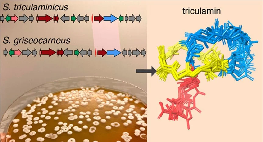  57. F. D. Andersen, K. D. Pedersen, D. Wilkens Juhl, T. Mygind, P. Chopin, E. B. Svenningsen, T. B. Poulsen, M. Braad Lund, A. Schramm, C. H. Gotfredsen, T. Tørring, "Triculamin: An Unusual Lasso Peptide with Potent Antimycobacterial Activity",  J. 