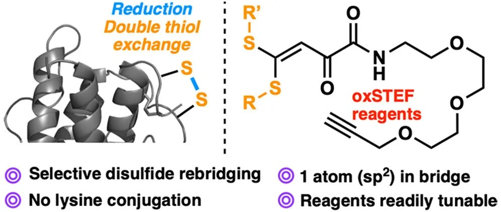 Read about Marija, Gustav, Cecilie and Sofie's work on oxSTEF reagents, a new tool for disulfide rebridging, in Bioconjugate Chemistry.