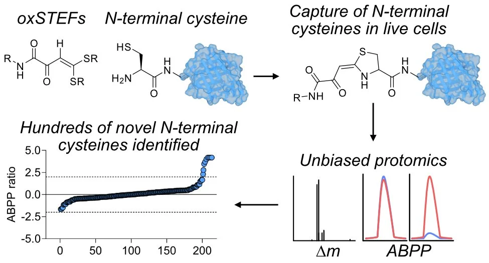 Find the new paper from Esben, Florian and collaborators from the Department of Biomedicine describing detection of the oxidation state of N-terminal cysteines in XXX now.