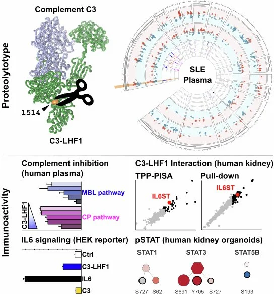  74. F. Demir, E. Kovalenko, M. Lassé, E. B. Svenningsen, J. M. B. Jensen, A. M. Billing, K. Groeneveld, A. Hutzfeldt, L. Nilges, J. P. L. Guerra, K. J. Pietrzak-Lichwa, Y. Tan, E. Colby, A. G. Hansen, N. Kurmasheva, D. Olagnier, D. Choi, M. M. Richt