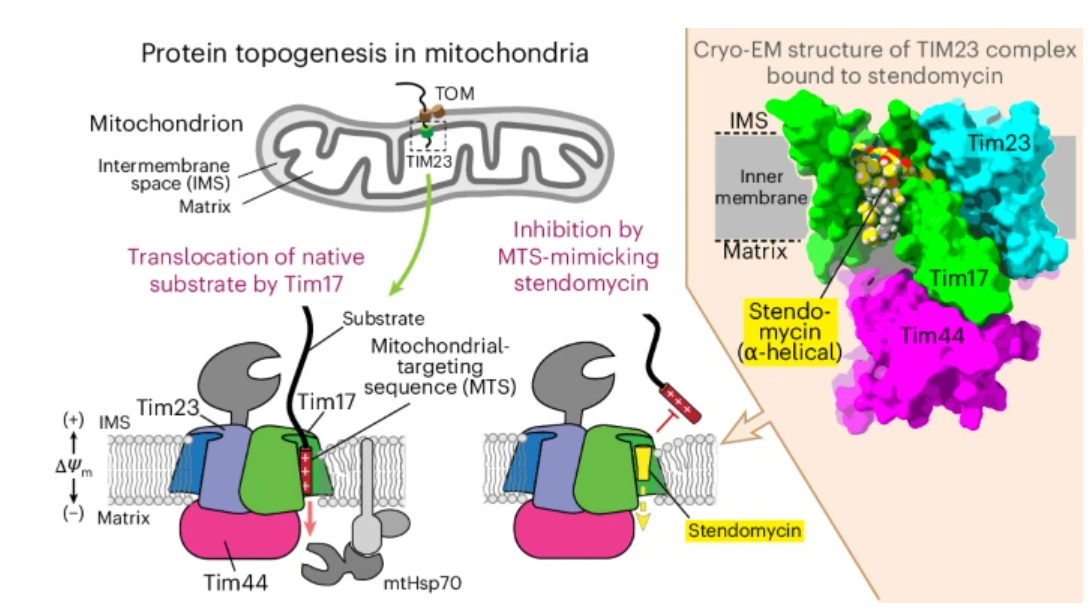  82. Yuanyuan Chen, Antony Lurie, Kevin Wu, Kihong Nam, Samantha N. Garcia, Nathaniel W. M. Dempsey, Esben B. Svenningsen, Thomas Tørring, Thomas B. Poulsen, Alban Ordureau &amp; Eunyong Park. “Topogenic sequence recognition at TIM complexes revealed
