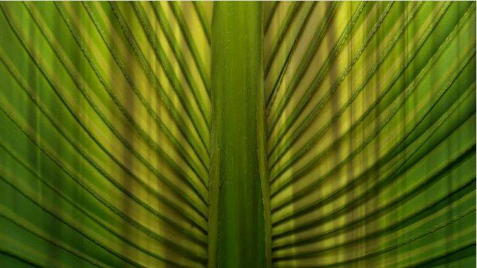 Palm Sunday: The Triumphal Entry