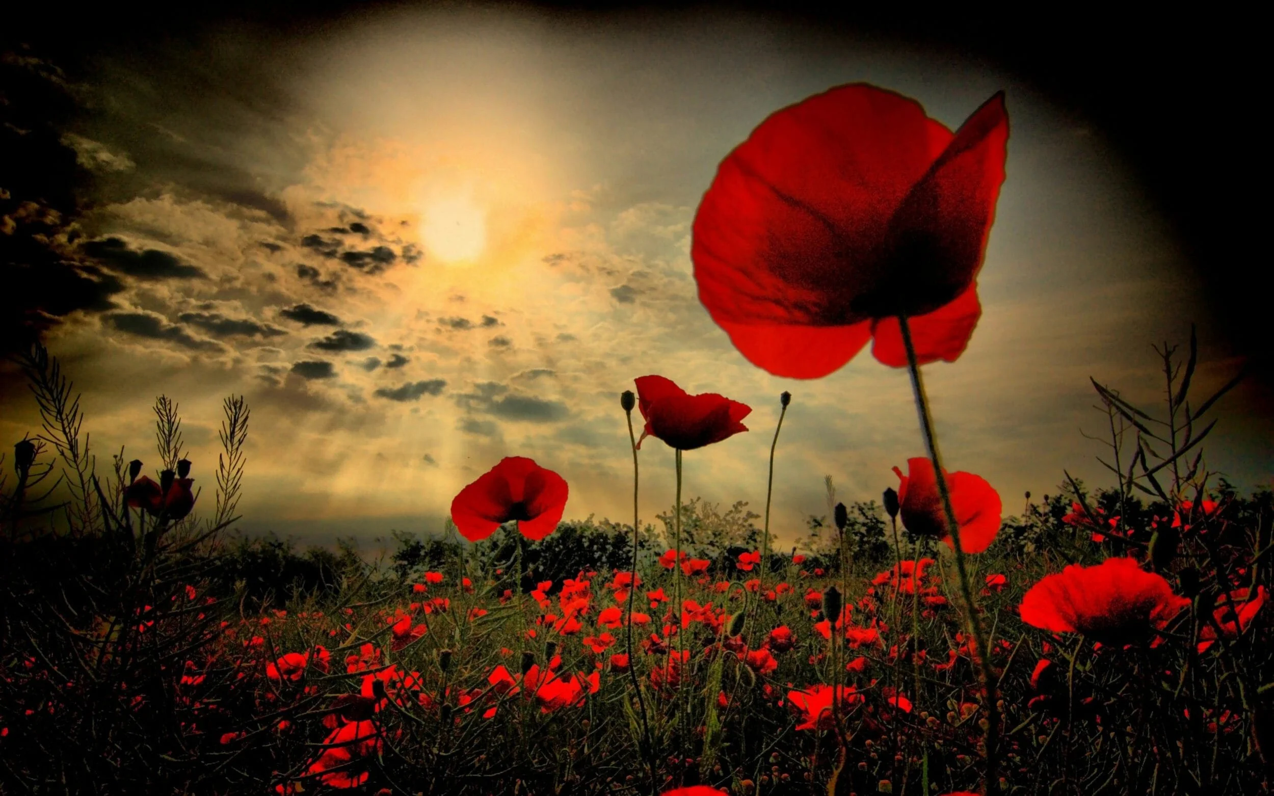 Rememberance Day