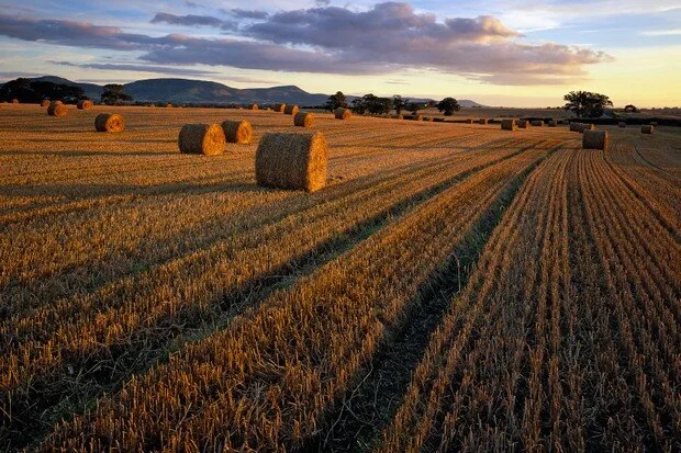 Harvest