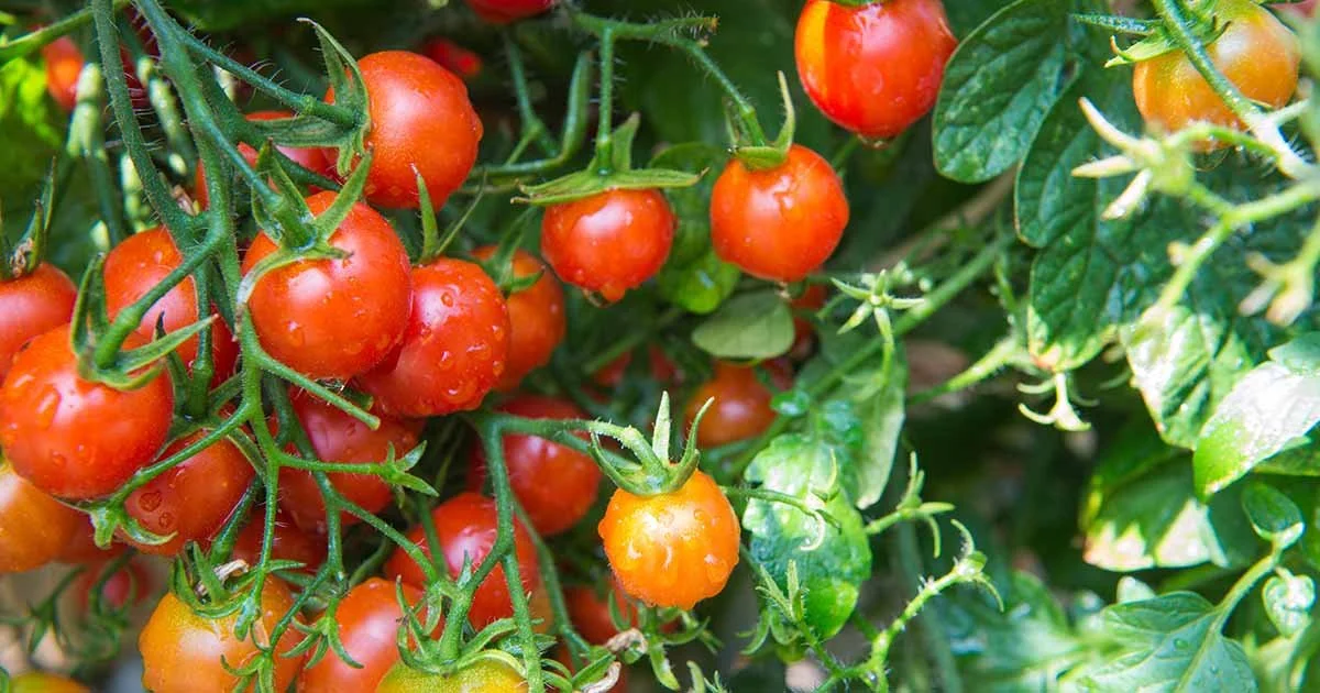 tomatoes