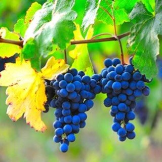 I have been in our garden doing some winter pruning... Read more in this week&rsquo;s blog available on our website now 🍇