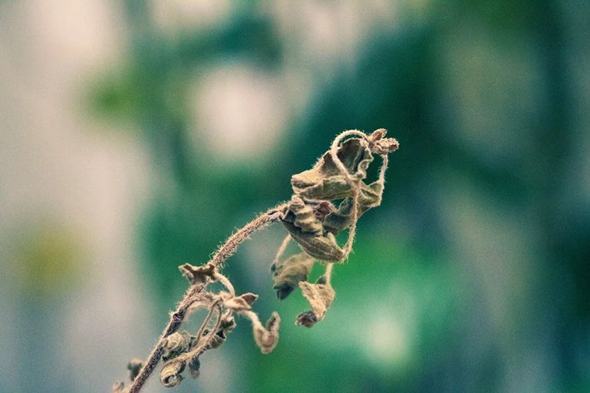 Dead plant