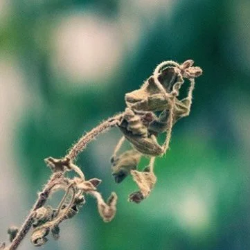 I was very upset as it had been doing so well. Find out why in this week&rsquo;s blog on our website now 🌱