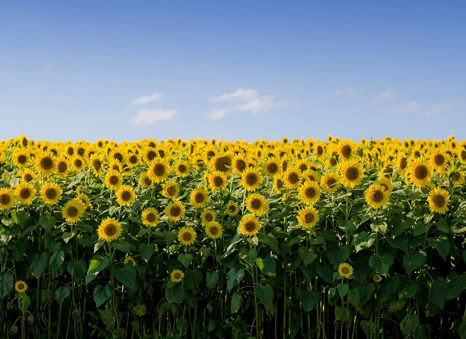 Sunflowers
